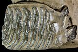 Woolly Mammoth Jaw Section - Germany #111761-1